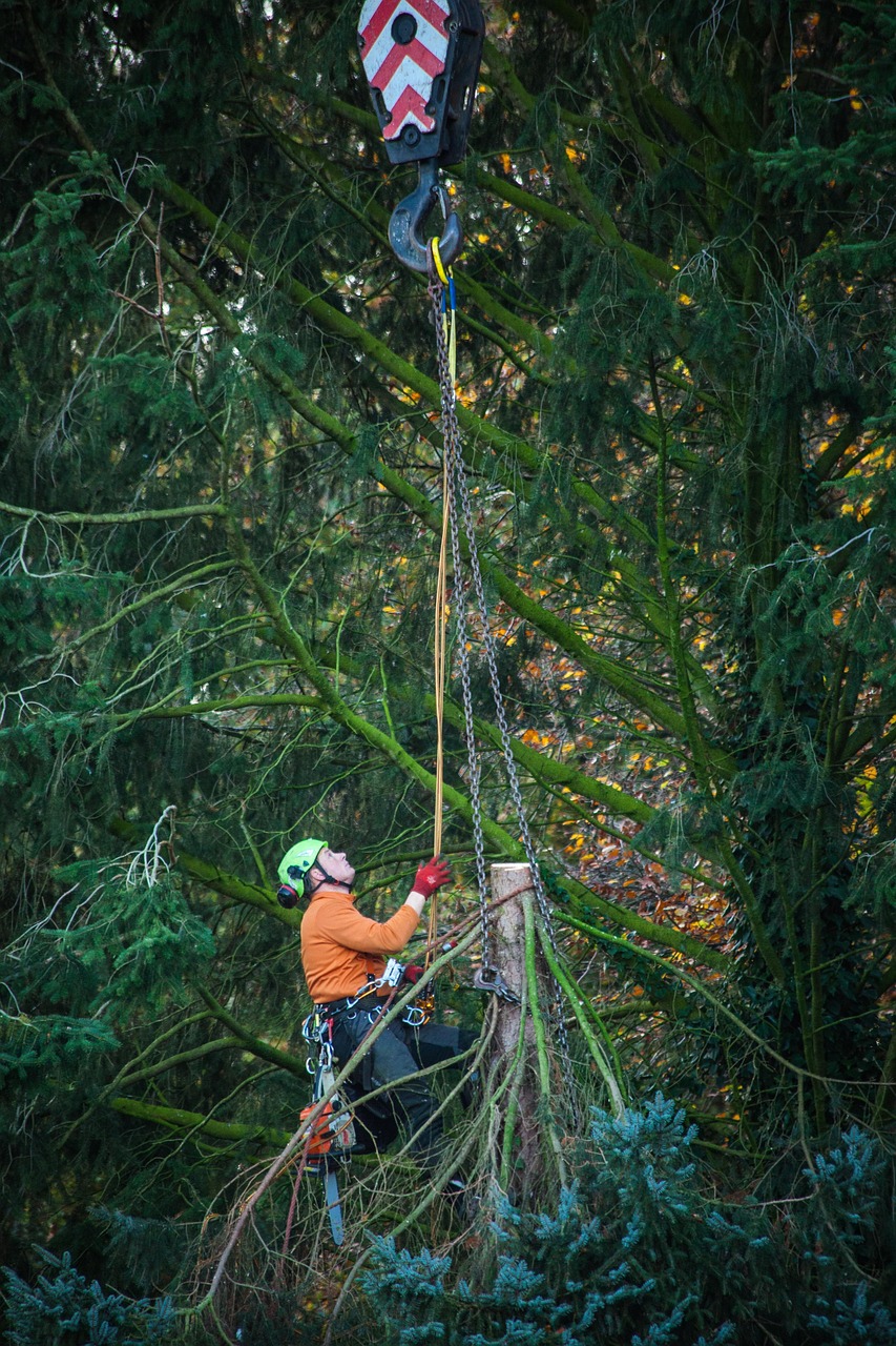 Free Work Tree photo and picture Free Work Tree photo and picture