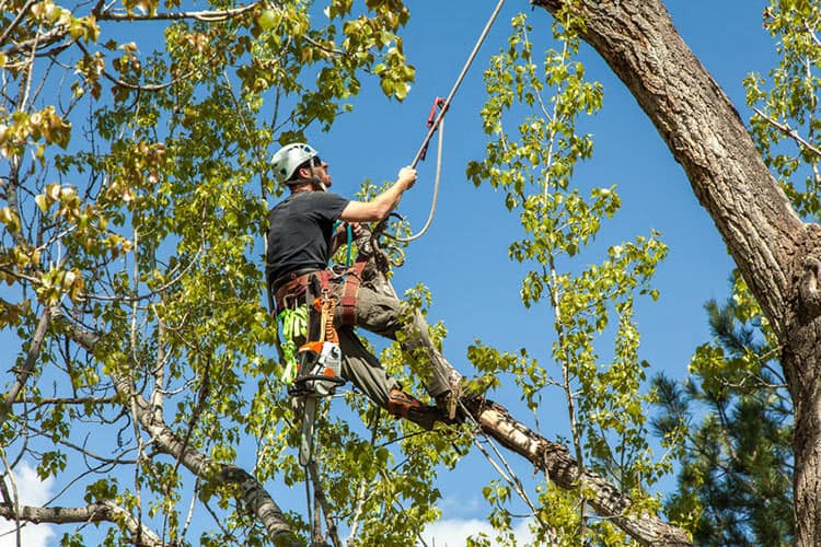 arborist_climbing_rope.jpg arborist_climbing_rope.jpg